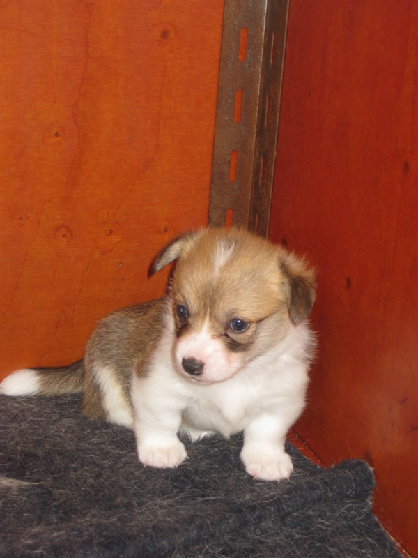 Puppies